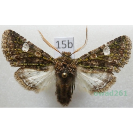 Valeria oleagina (Denis & Schiffermüller, 1775) Slovakia15b